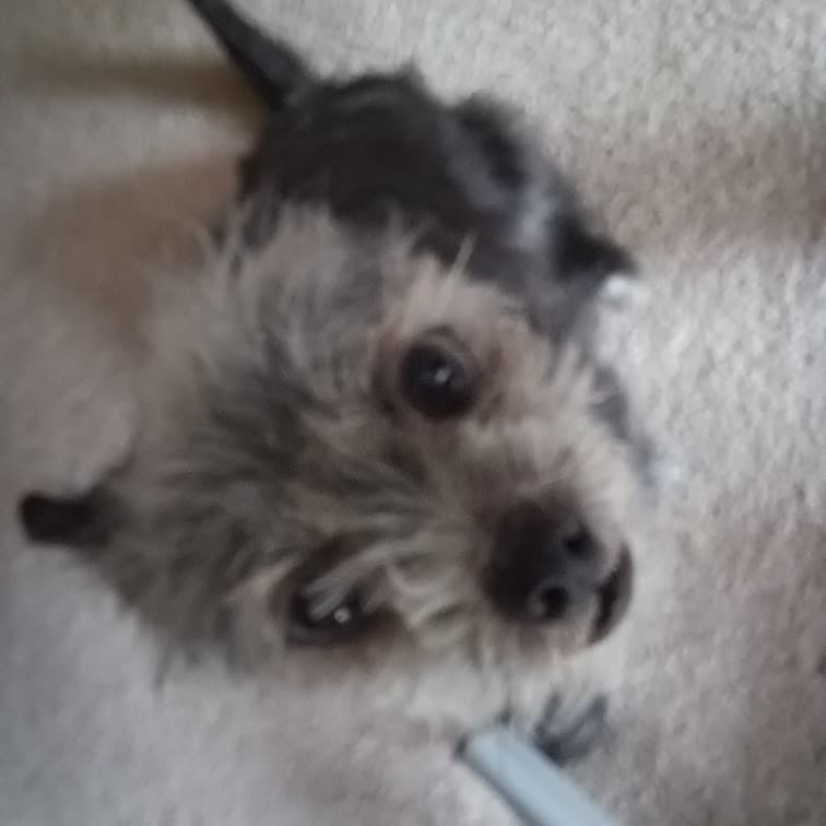 gizmo